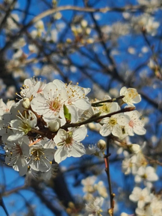 Seevilla Wietjes Whg 7 Baltrum Eksteriør bilde