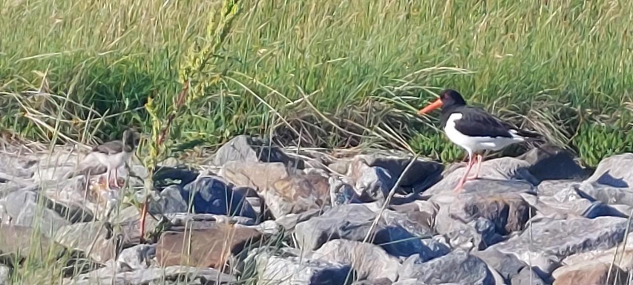 Seevilla Wietjes Whg 7 Baltrum Eksteriør bilde