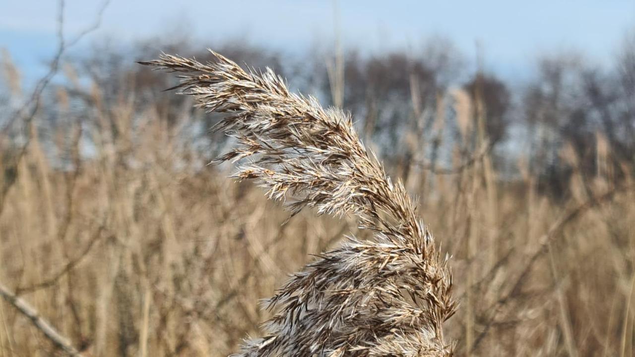 Seevilla Wietjes Whg 7 Baltrum Eksteriør bilde